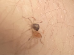 Neottiura bimaculata