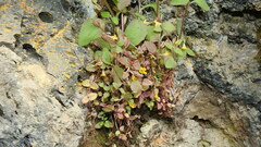 Erythranthe alsinoides