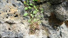 Erythranthe alsinoides