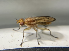 Tetanocera plebeja