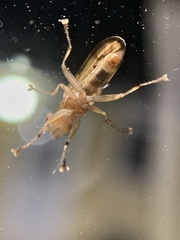 Tetanocera plebeja