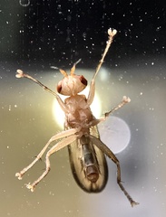 Tetanocera plebeja