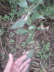 Chromolaena laevigata