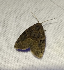 Pseudeustrotia indeterminata