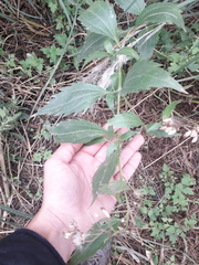 Chromolaena laevigata