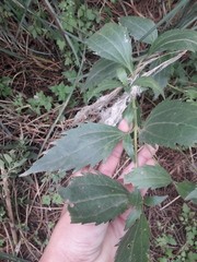 Chromolaena laevigata