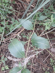 Chromolaena laevigata