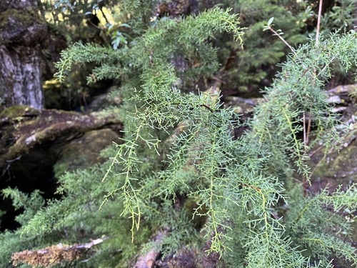 Huon pine (Lagarostrobos franklinii)