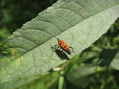 Rhodobaenus tredecimpunctatus