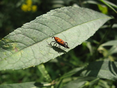 Rhodobaenus tredecimpunctatus