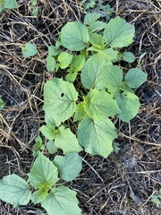 Physalis grisea
