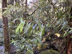 Orites diversifolius