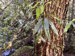 Orites diversifolius