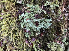 Bunodophoron australe