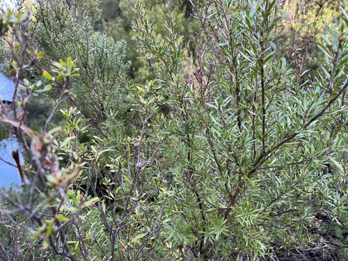 Leptospermum riparium, photograph 4