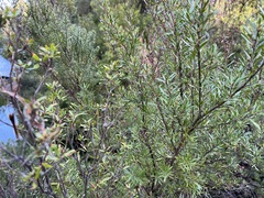 Leptospermum riparium