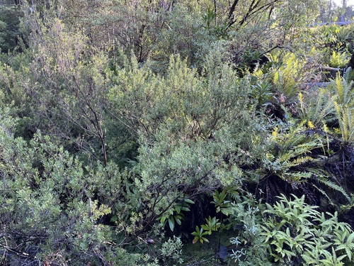 Leptospermum riparium, photograph 5