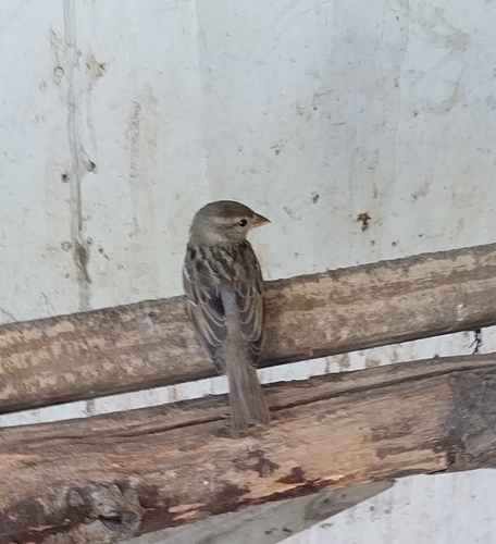 House Sparrow photographed in West Virginia