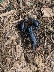 Heterometrus laoticus