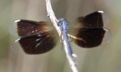 Ypirangathemis calverti