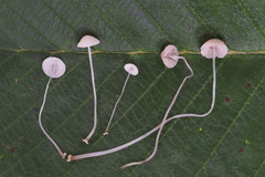 Mycena stylobates