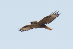 Buteo rufinus rufinus