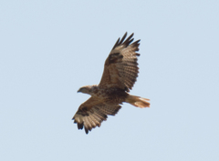 Buteo rufinus rufinus