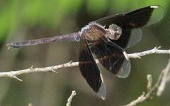 Ypirangathemis calverti