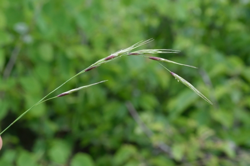 Schizachne purpurascens