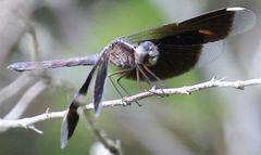 Ypirangathemis calverti