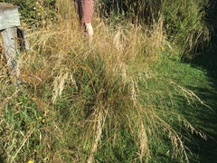 Chionochloa rigida