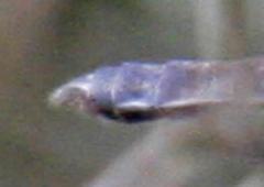 Ypirangathemis calverti