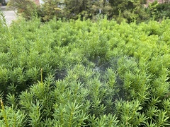 Agelenopsis