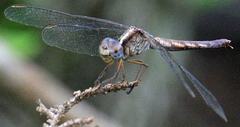 Ypirangathemis calverti