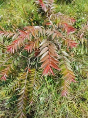 Calycolpus moritzianus