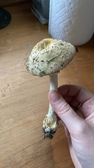 Amanita
