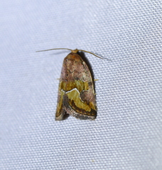 Deltote bellicula