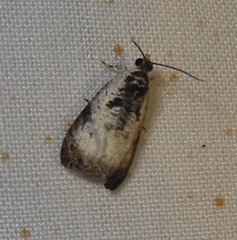 Olethreutes malana