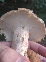 Boletus nobilissimus