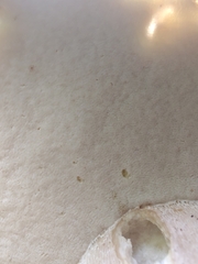 Boletus nobilissimus