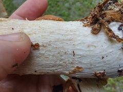 Boletus nobilissimus