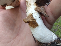 Boletus nobilissimus