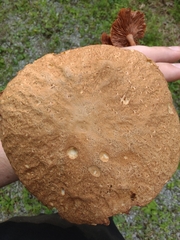 Boletus nobilissimus