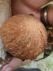 Boletus nobilissimus