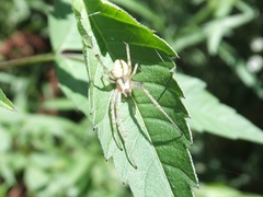 Neoscona adianta