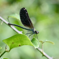 Calopteryx virgo