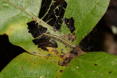 Epipaschia superatalis