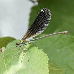 Calopteryx virgo