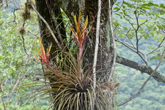 Tillandsia inopinata