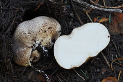 Handkea fumosa